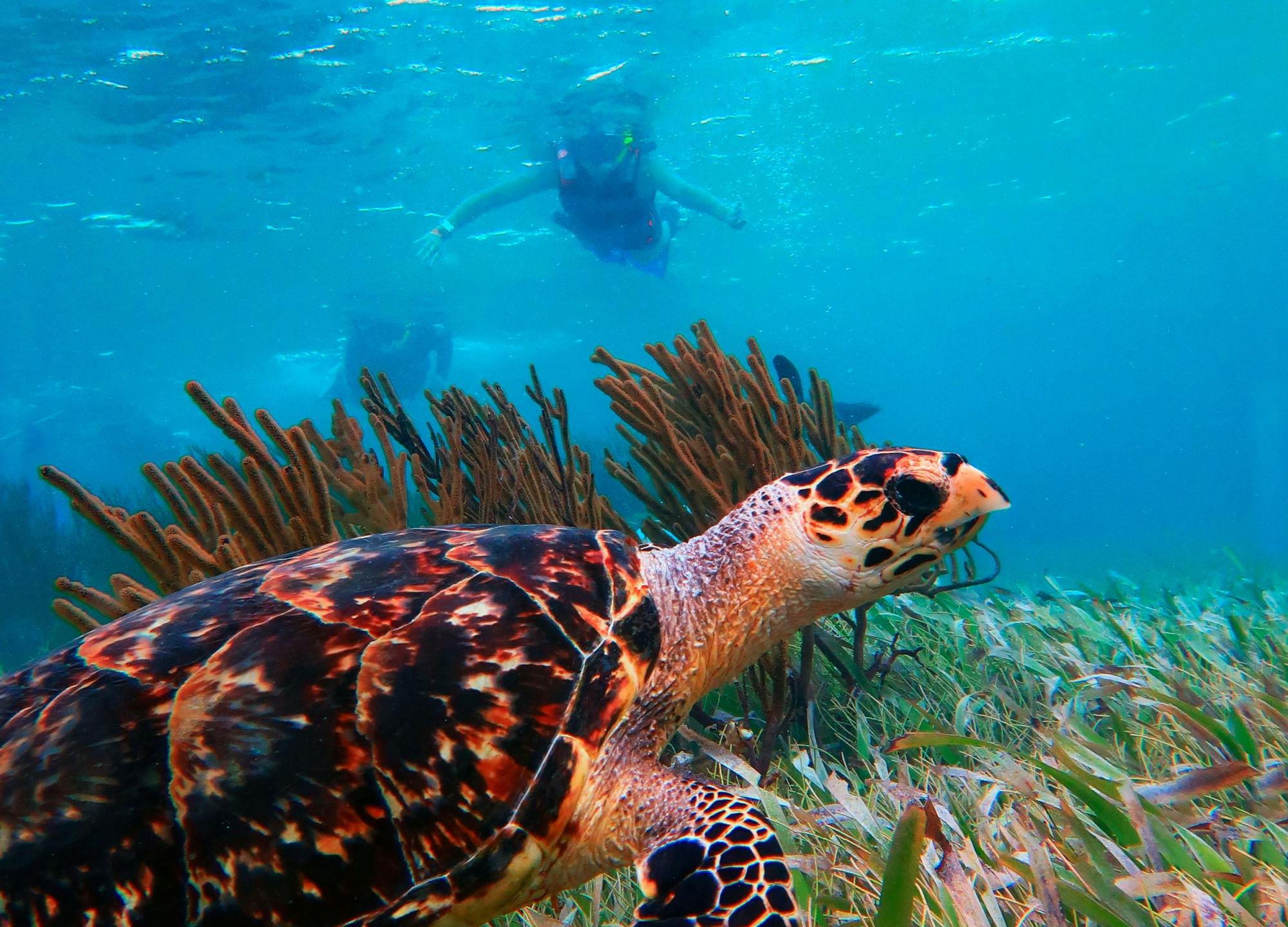 Schnorchelabenteuer im Marine National Park mit Mittagessen am Strand