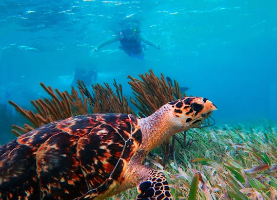 Snorkelavontuur in Marine National Park met lunch aan het strand