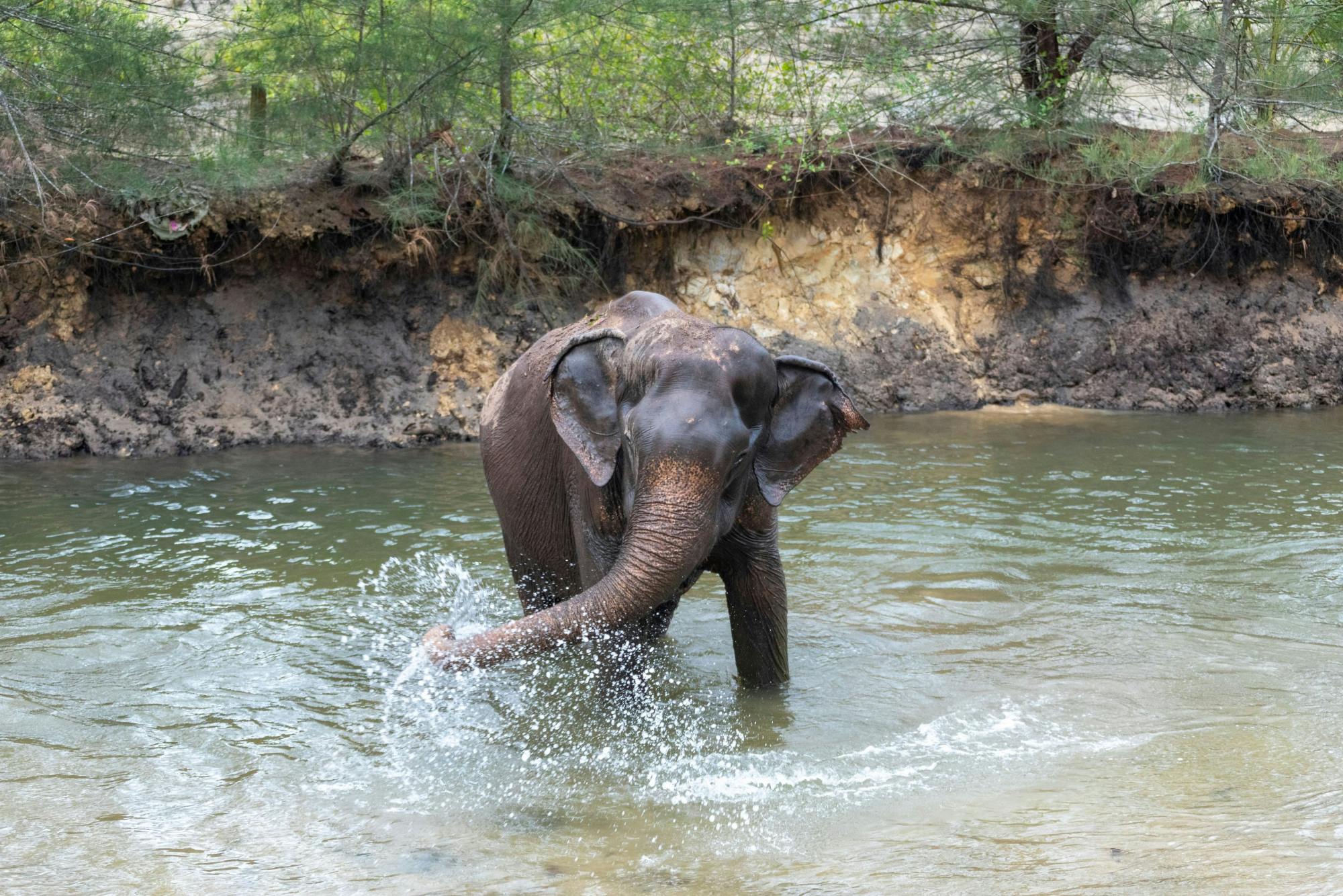 Khao Sok Eco Tour with Elephant Sanctuary Visit