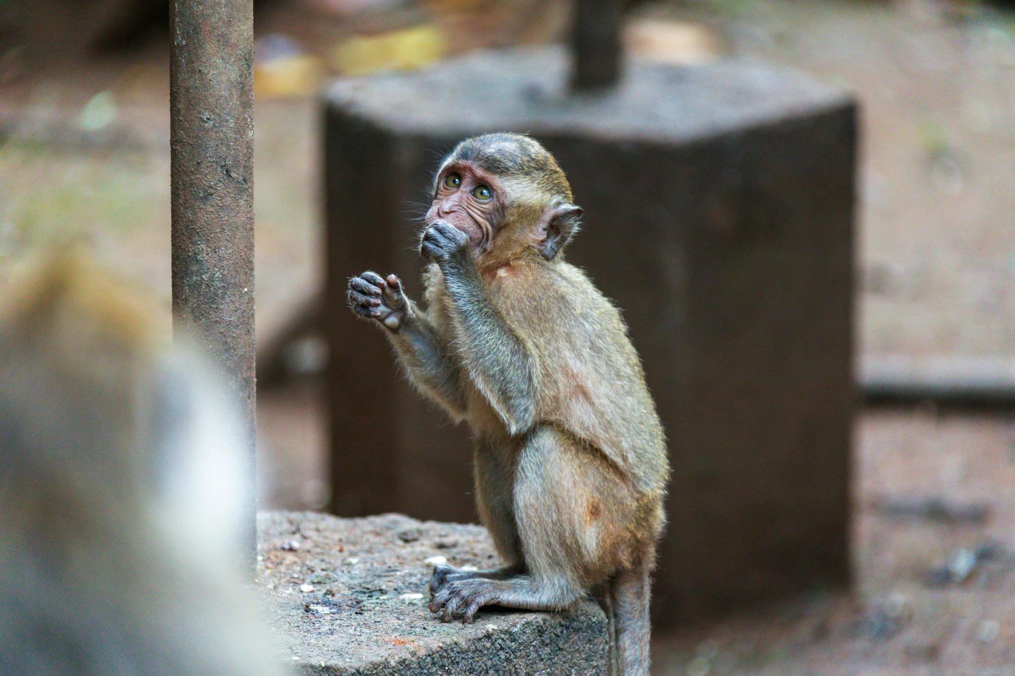 Khao Sok Eco Tour with Elephant Sanctuary Visit