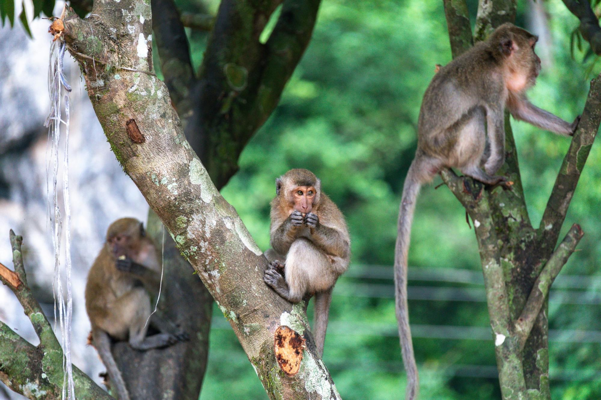 Khao Sok Eco Tour with Elephant Sanctuary Visit