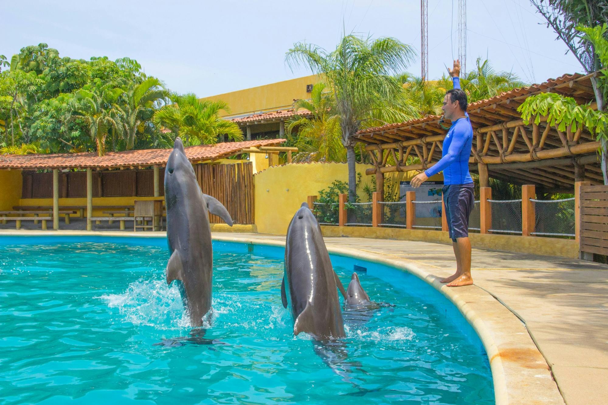 Puerto Vallarta Dolphin Trainer Ticket