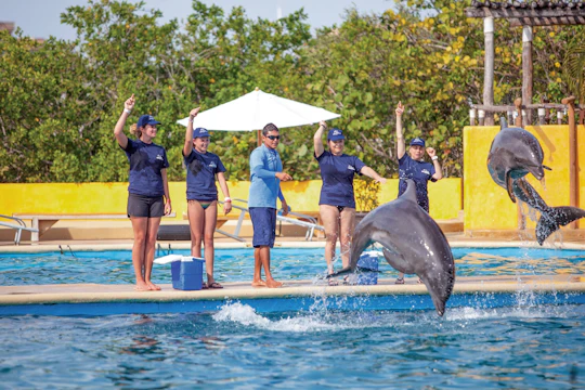 Marine Mammal Trainer for a day in Puerto Vallarta