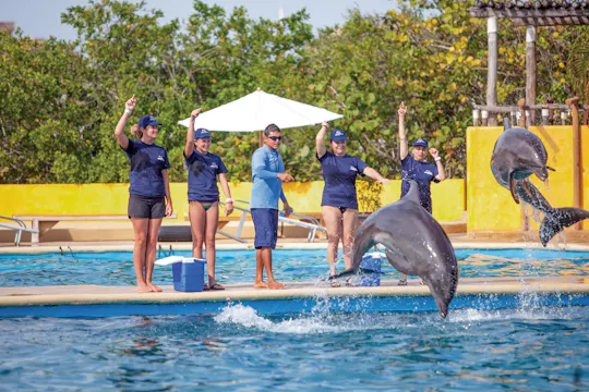 Marine Mammal Trainer for a day in Puerto Vallarta