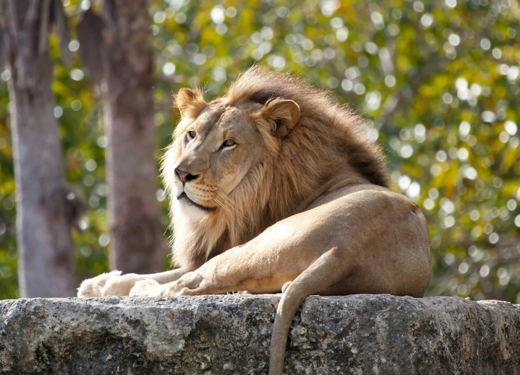 Ingresso para o Zoológico de Pafos