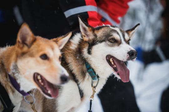 Visite du village du Père Noël, de la ferme des rennes et des huskies avec motoneige