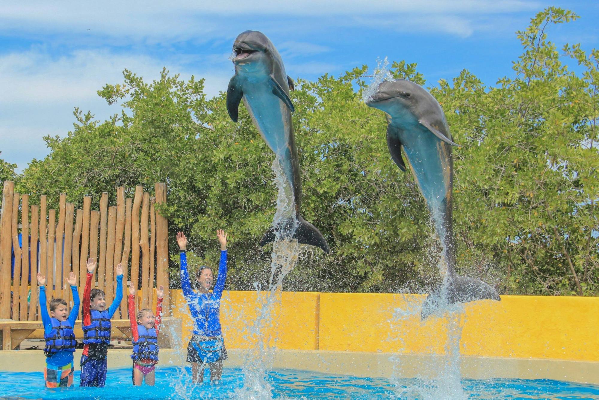 I bambini alla scoperta dei delfini