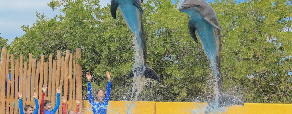 I bambini alla scoperta dei delfini