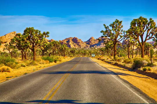 Rit met audiogids door het Joshua Tree National Park