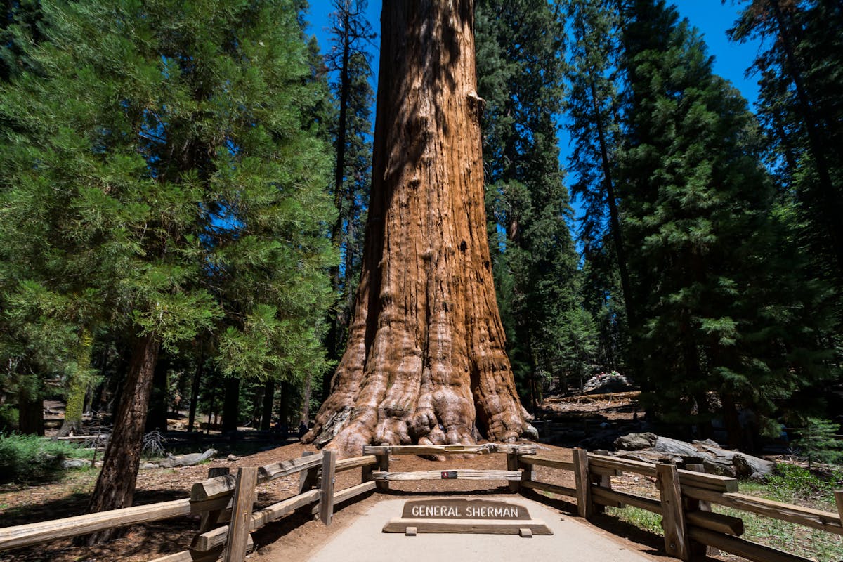Audio begeleide rijtoer naar Sequoia en Kings Canyon