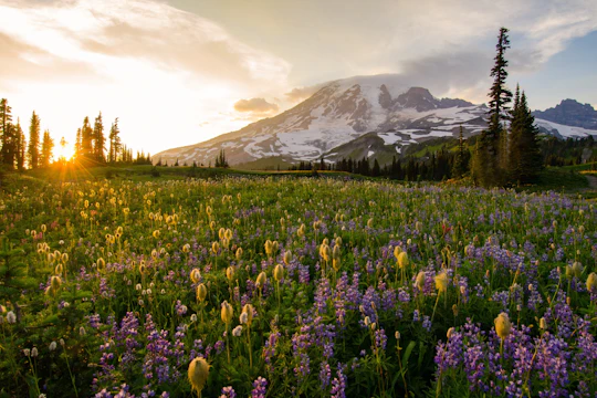 Self-Guided Driving Tour of  Mount Rainier National Park