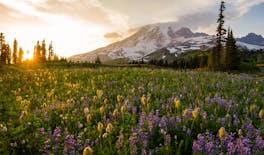 Tour autoguidato del Parco Nazionale del Monte Rainier