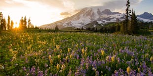 Self-Guided Driving Tour of Mount Rainier National Park