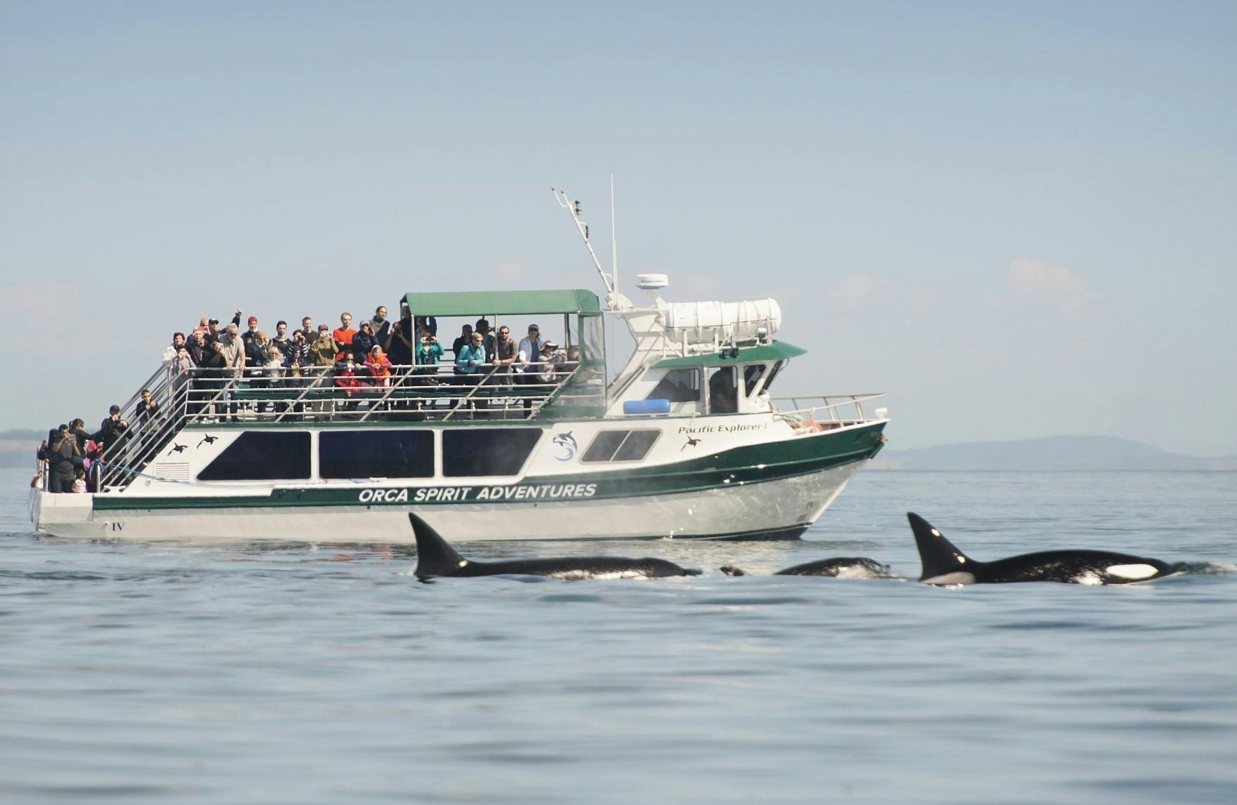 Excursion d'observation des baleines à Victoria sur un bateau couvert