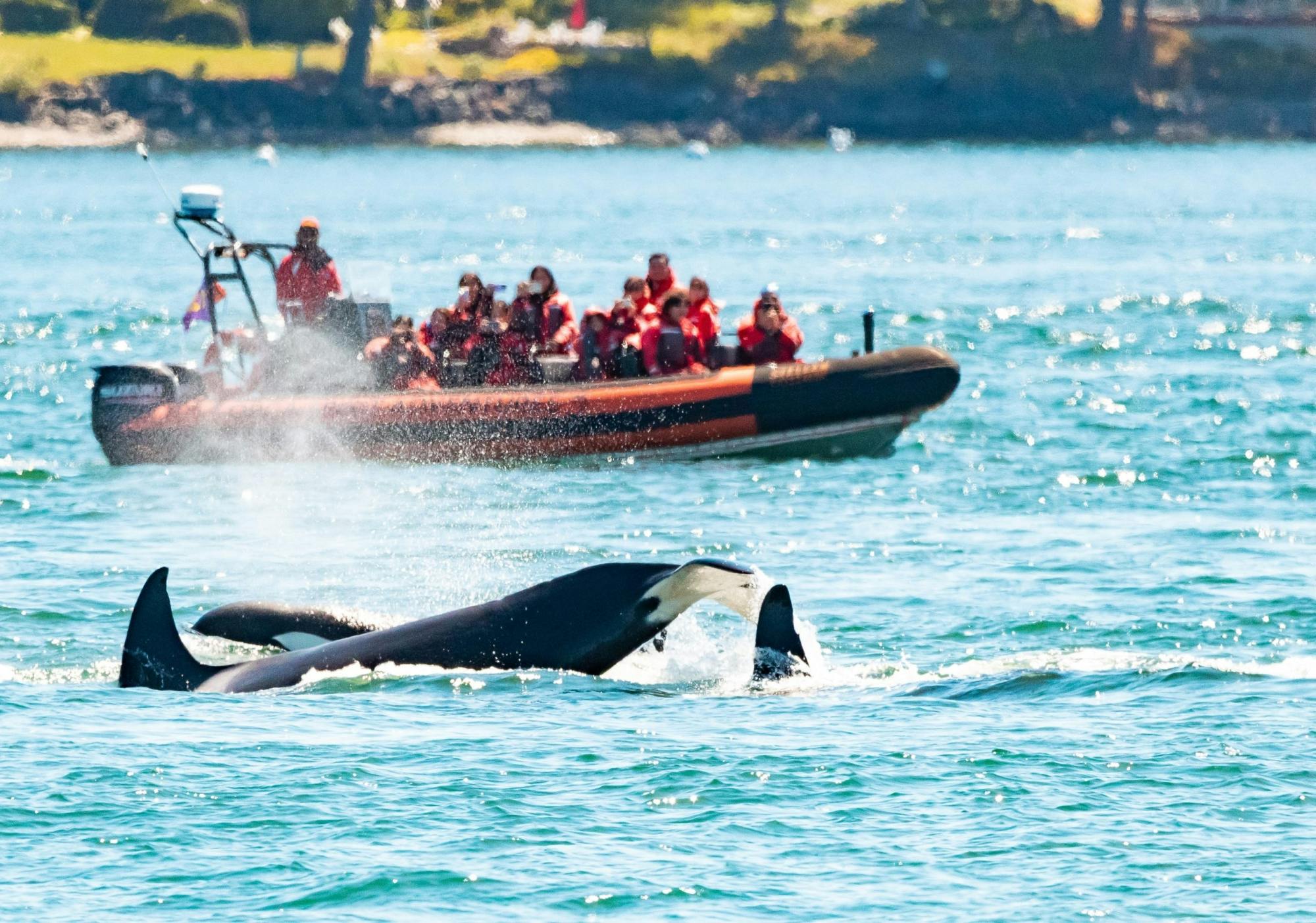 Tour di osservazione delle balene e della fauna selvatica in Zodiac