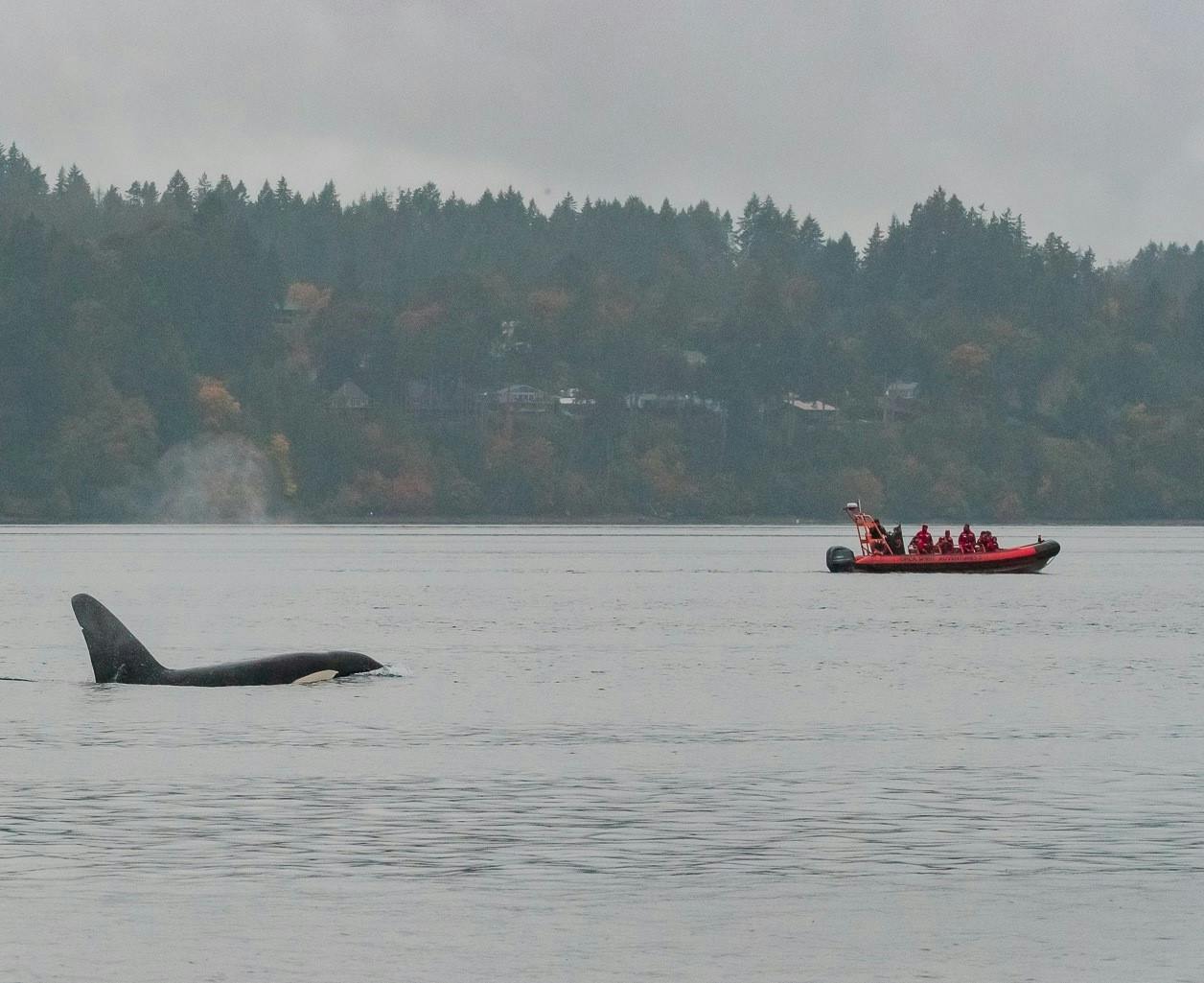 Osservazione delle balene in inverno a Victoria su un'imbarcazione Zodiac