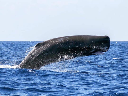 Paseo en barco para avistar ballenas y delfines y Ribeira Quente