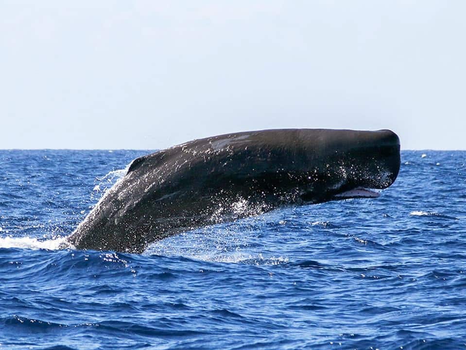 Observation des baleines et dauphins en mer avec visite de Ribeira Quente