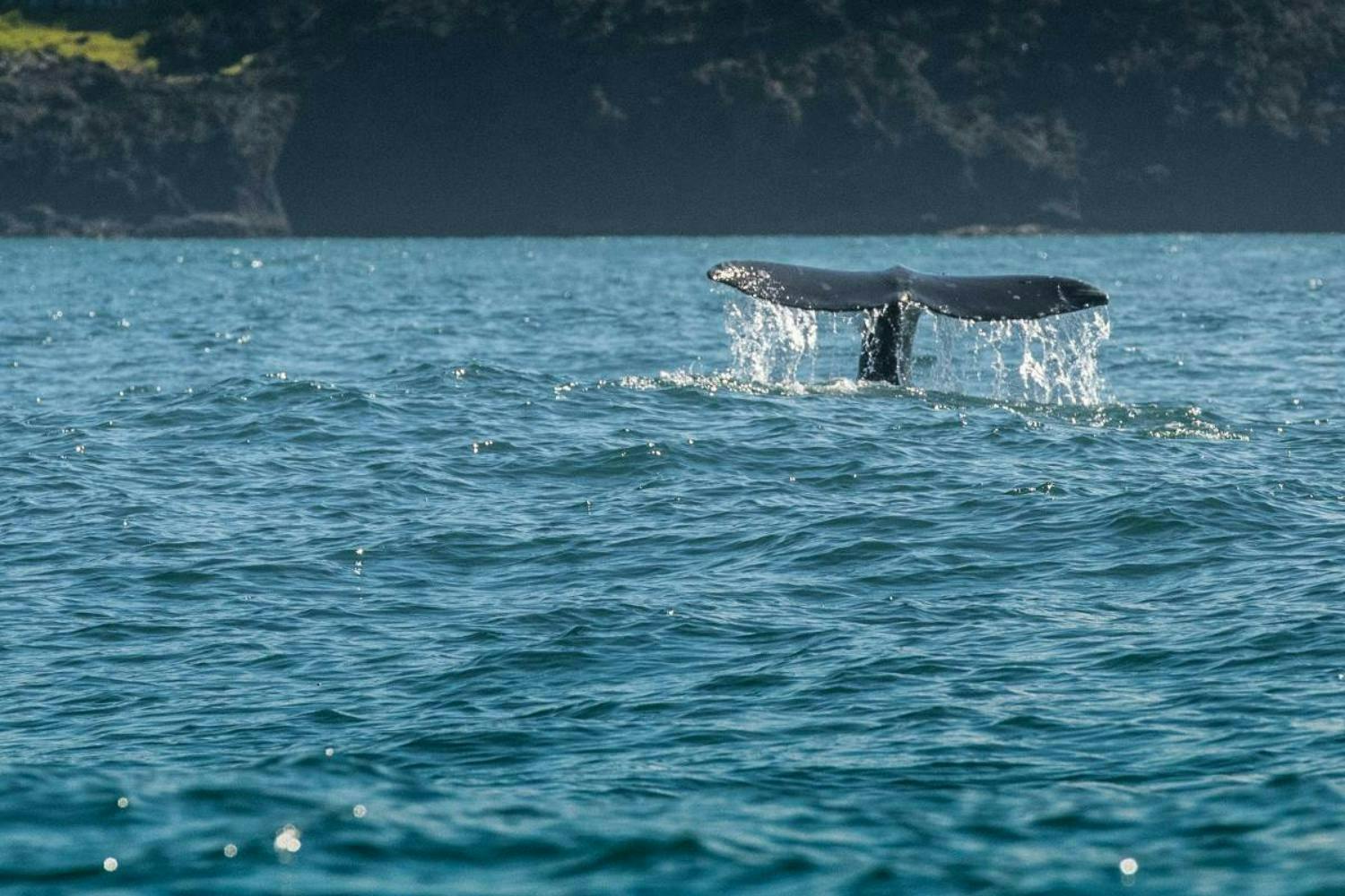 Tour in auto con guida autonoma per esplorare la costa dell'Oregon