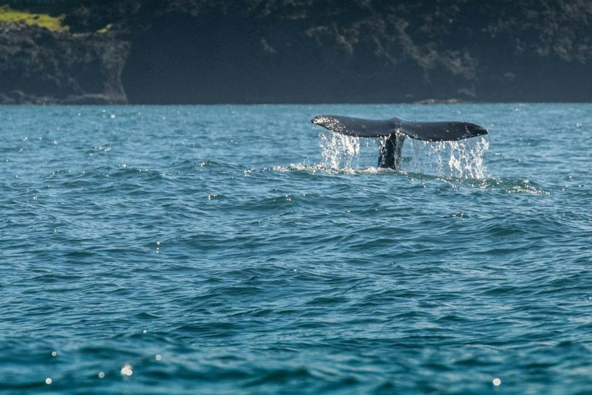 Zelfgeleide autorit om de kust van Oregon te verkennen