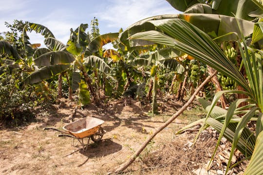 Ganztägige Tour zu einer nachhaltigen Farm ab Saly mit Mittagessen