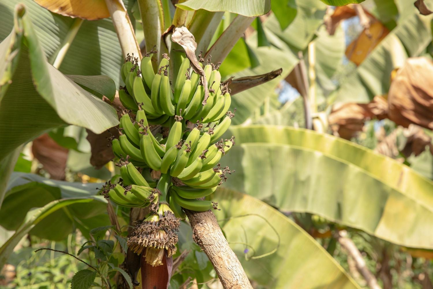 Excursão de dia inteiro em uma fazenda sustentável saindo de Pointe Sarène com almoço