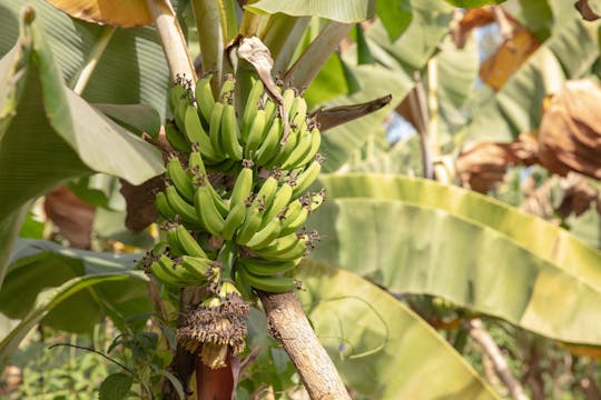 Excursão de dia inteiro em uma fazenda sustentável saindo de Pointe Sarène com almoço