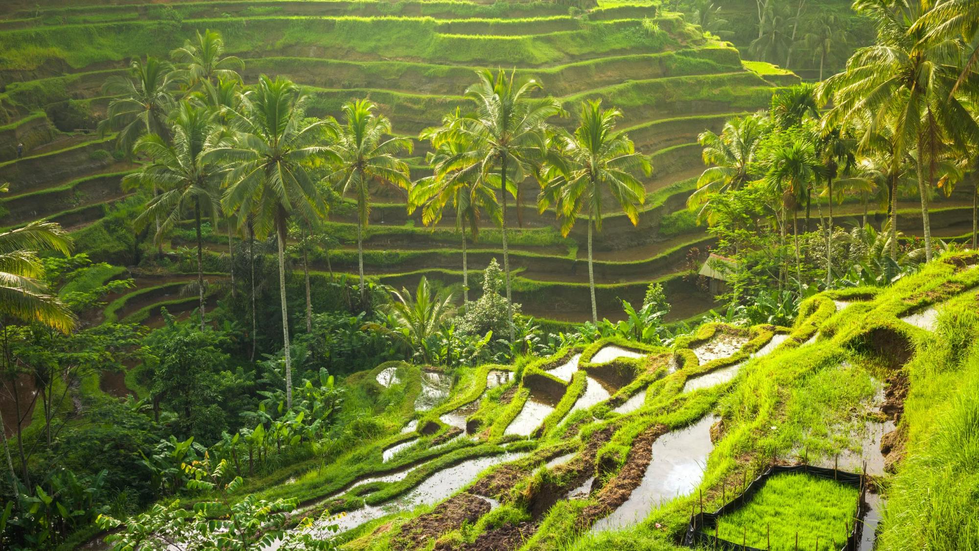 Guided tour of Bali highlights with Tegallalang Rice Terraces
