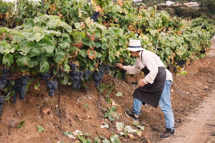 Tenerife Gastro Wine North