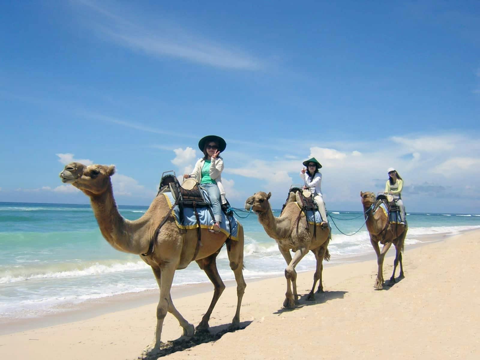 Camel Safari Riding