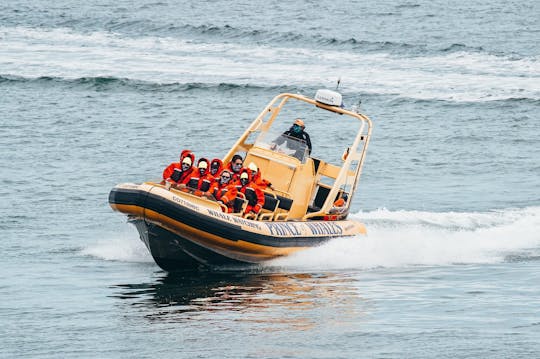 Aventura de avistamiento de ballenas en zodiac desde Victoria