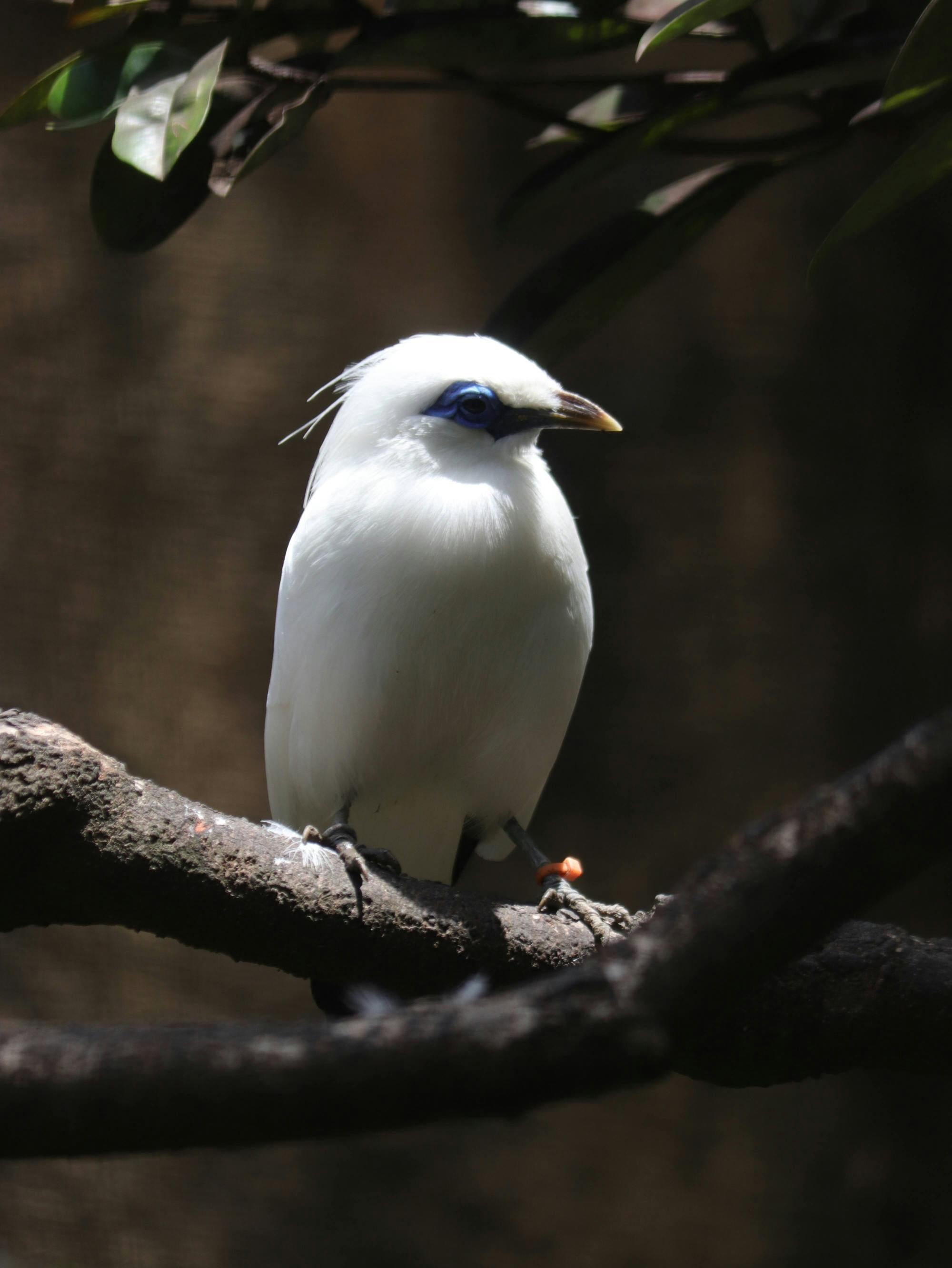 Bali Bird Park entry ticket