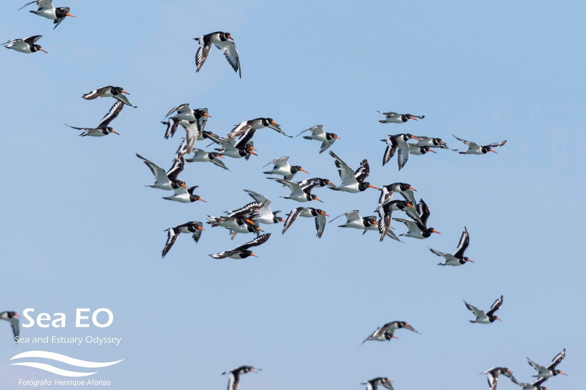 Vogels spotten per boot in Lissabon