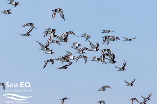 Birdwatching boat tour in Lisbon