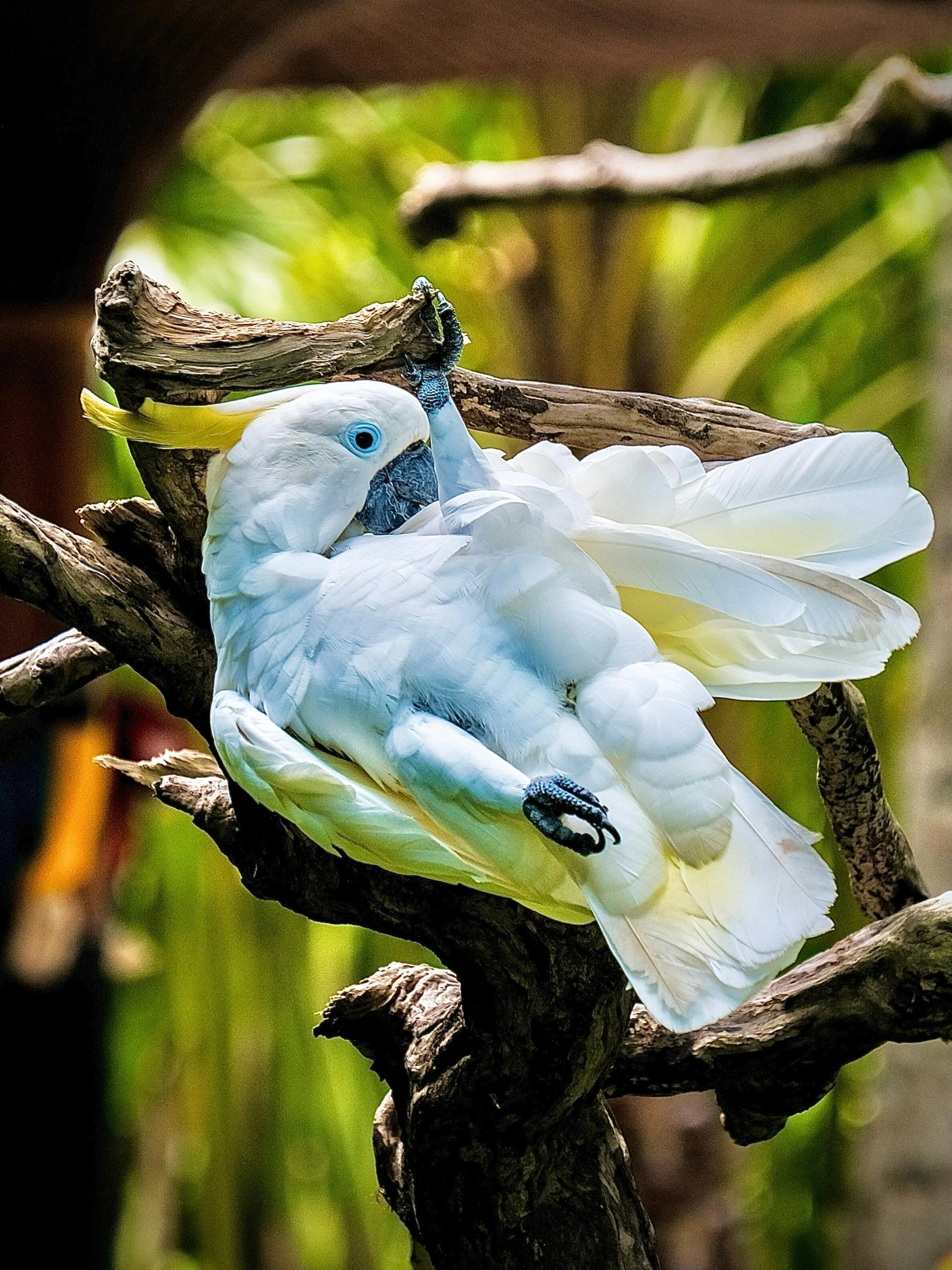 Bali Bird Park entry ticket