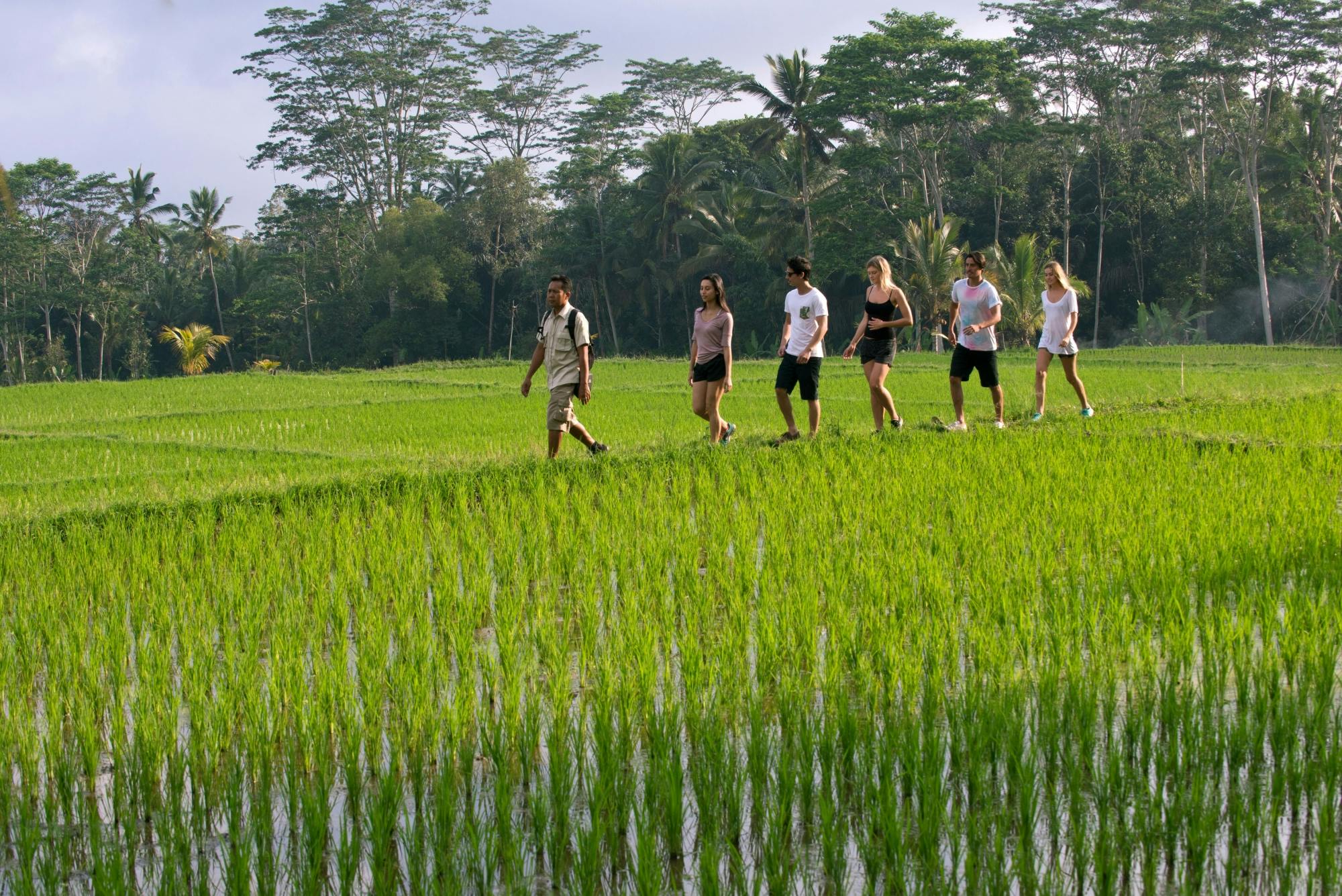 Tropical Hike to Taro with Lunch