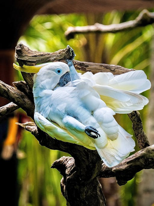 Bali Bird Park entry ticket