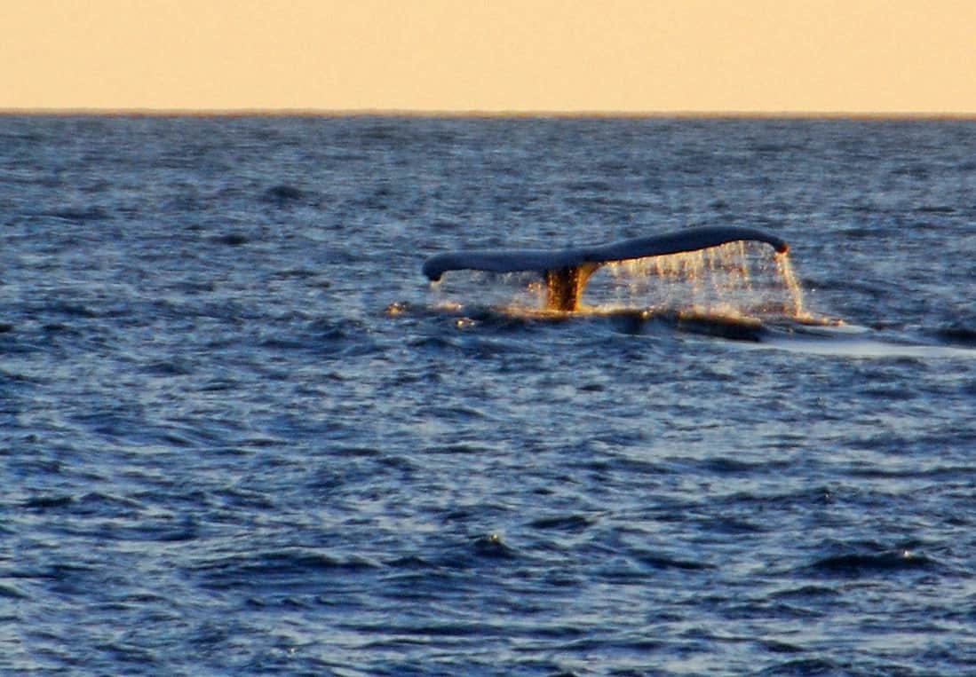 Pura Vida Sunset Cruise