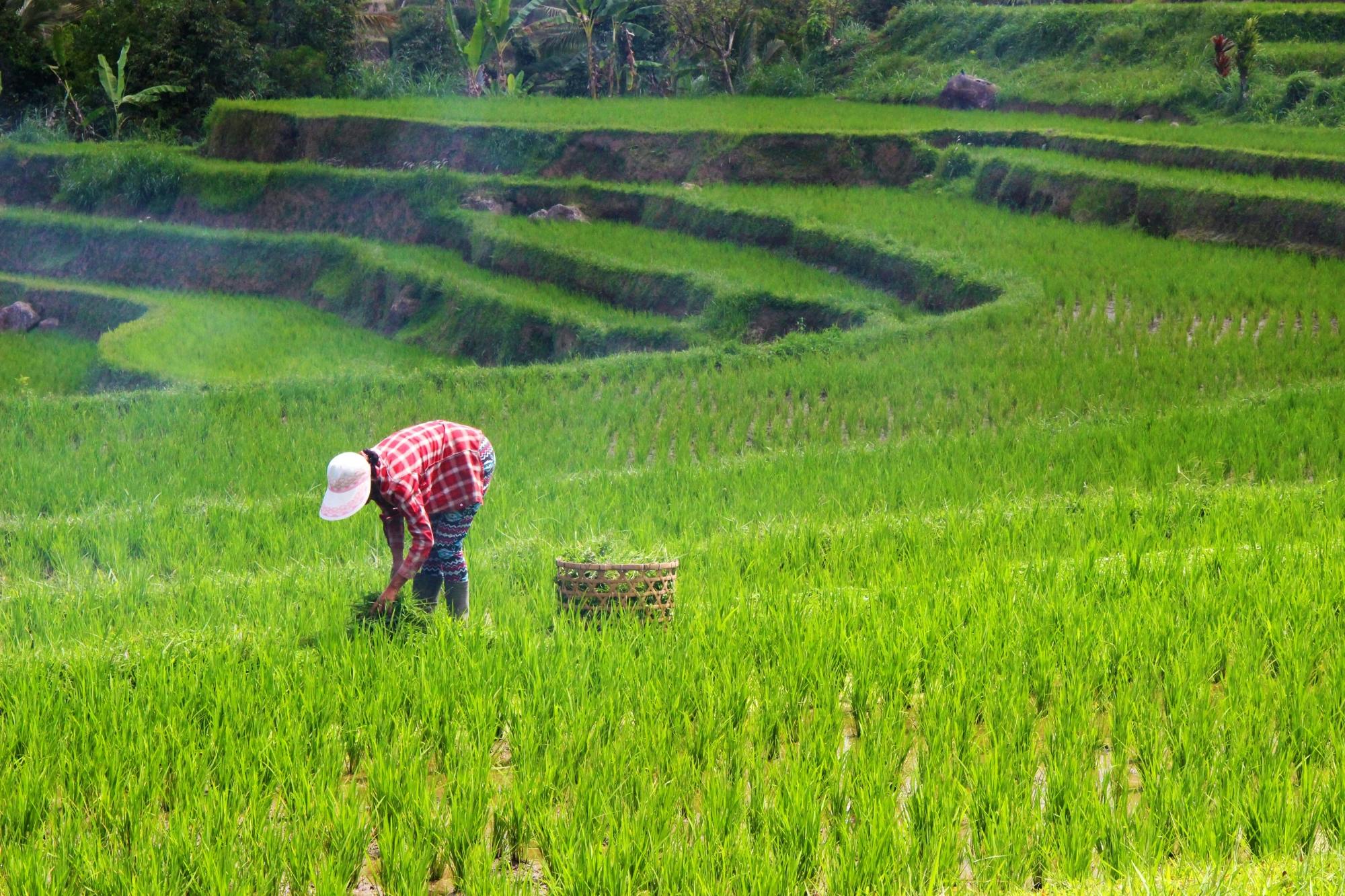 Bali Temples Trail and Rice Terraces Private Full Day Tour