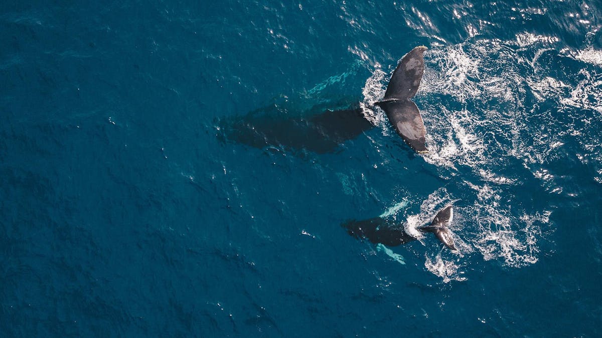 Los Cabos whale-watching glass bottom boat cruise