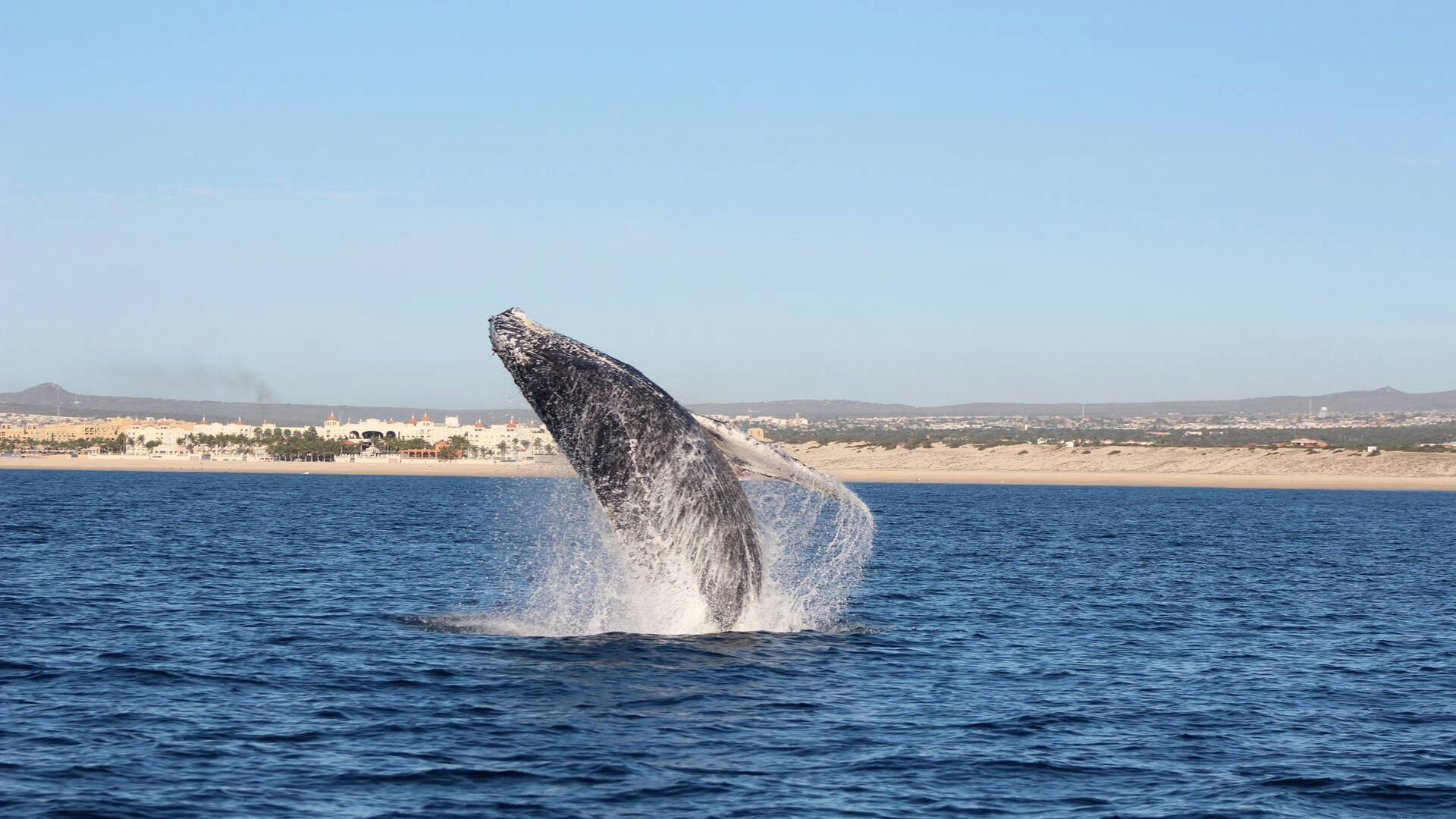 Los Cabos Whale Watching Glass Bottom Boat Cruise