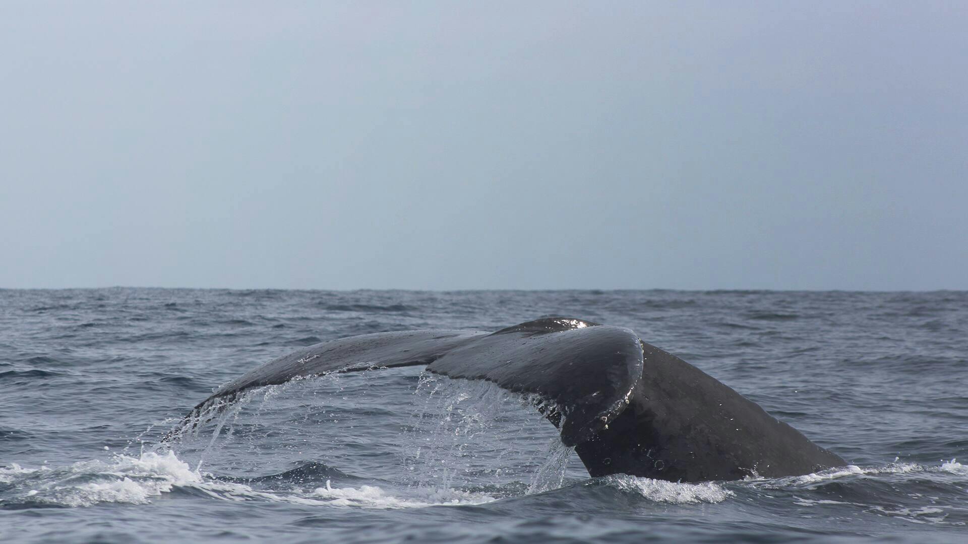 Los Cabos Whale Watching Glass Bottom Boat Cruise