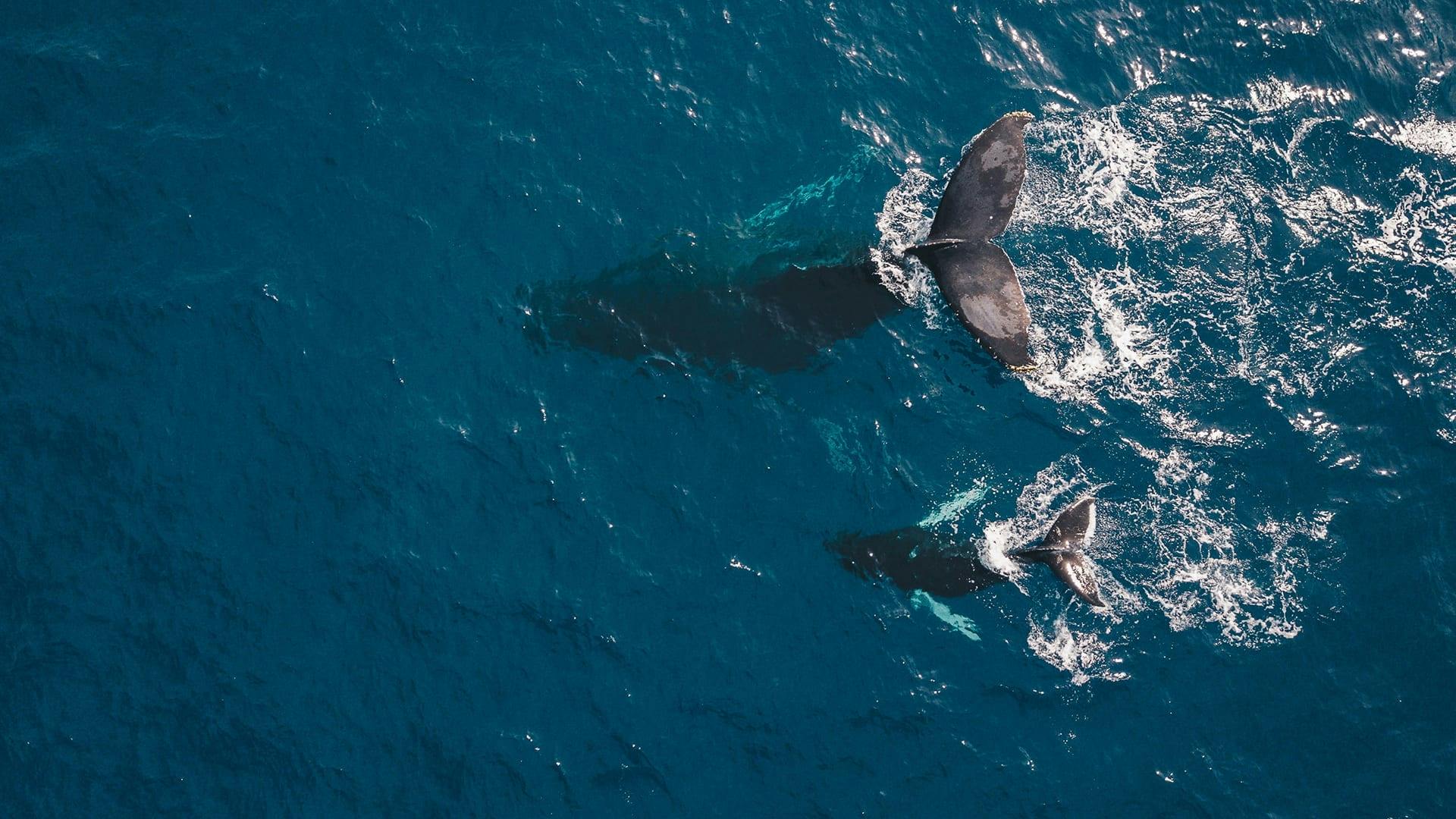 Crucero en barco con fondo de cristal para avistamiento de ballenas en Los Cabos