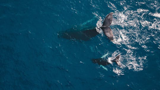 Crucero en barco con fondo de cristal para avistamiento de ballenas en Los Cabos