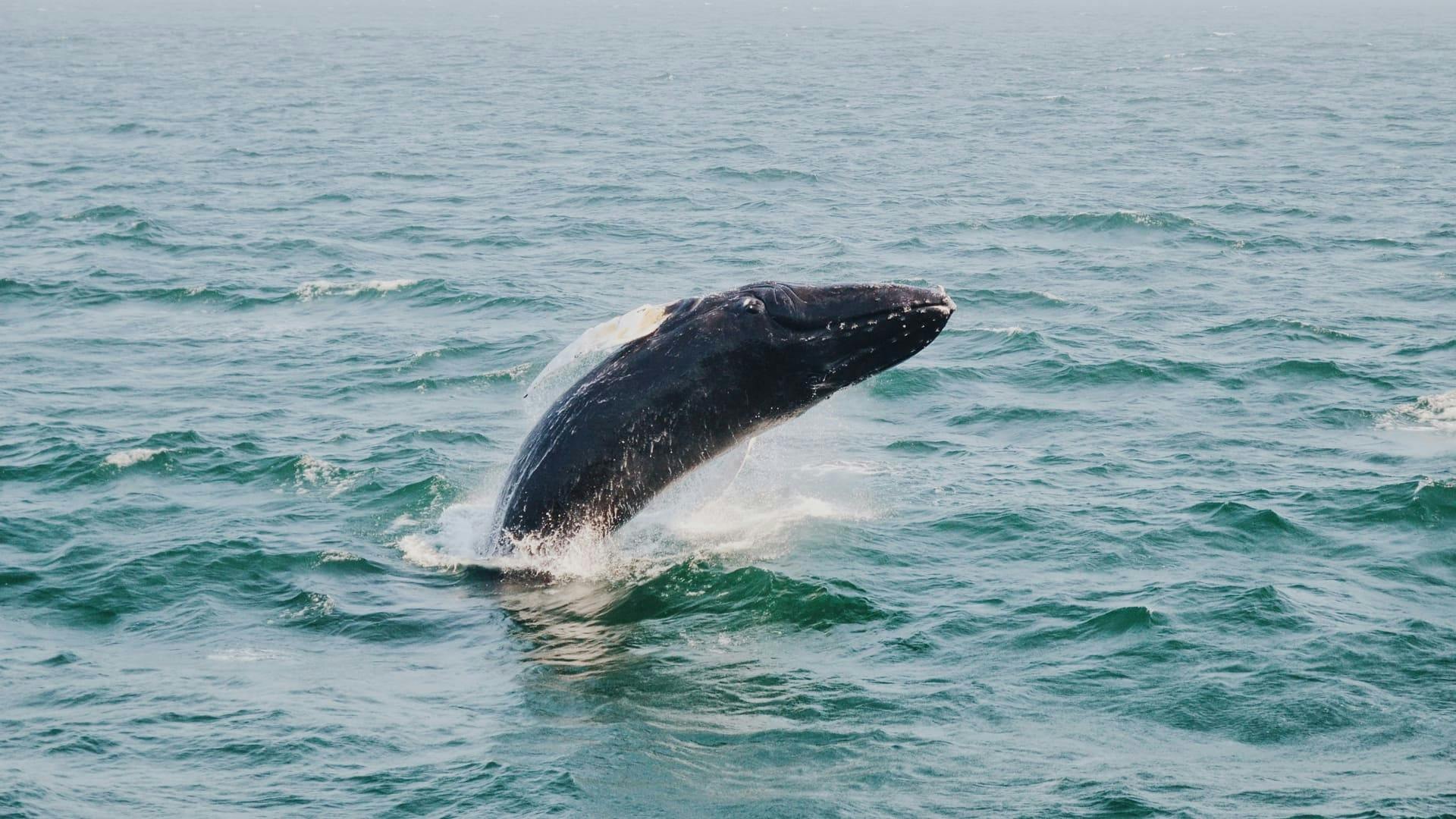 Los Cabos Whale Watching Glass Bottom Boat Cruise