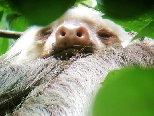 Tenorio Volcano National Park Hiking Tour with Sloth Encounter