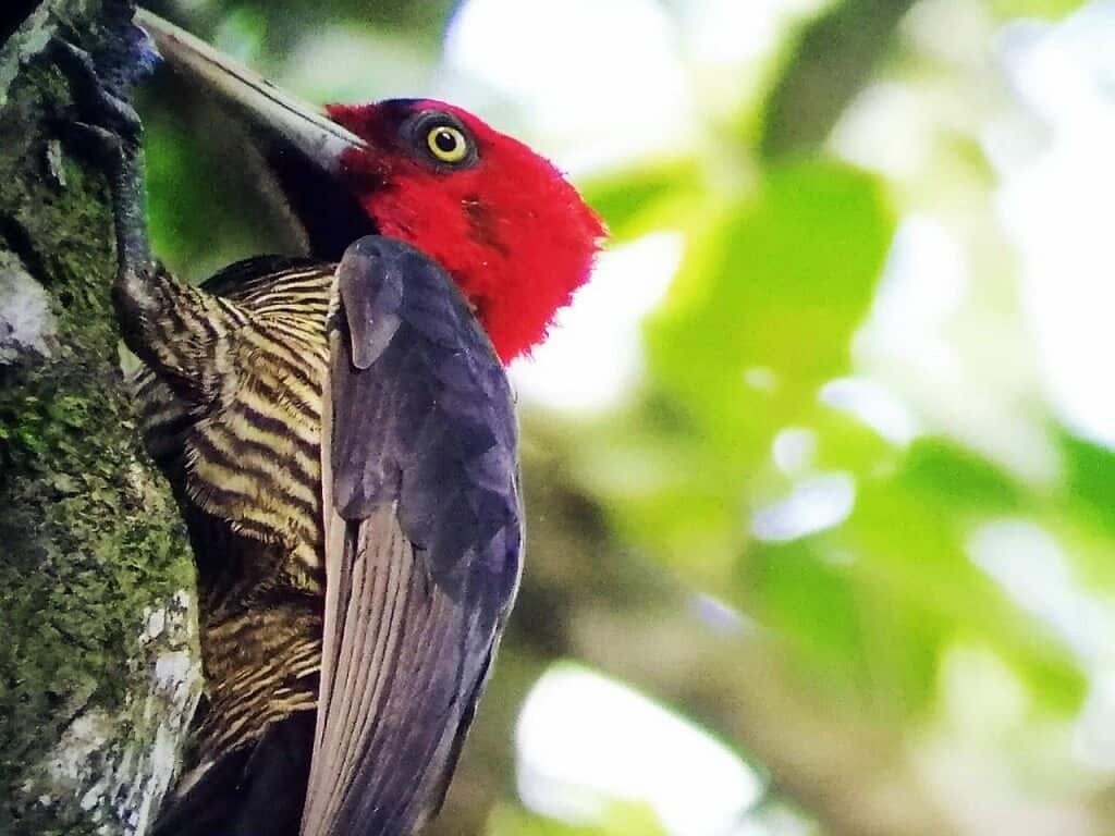 Tenorio Volcano National Park Hiking Tour with Sloth Encounter