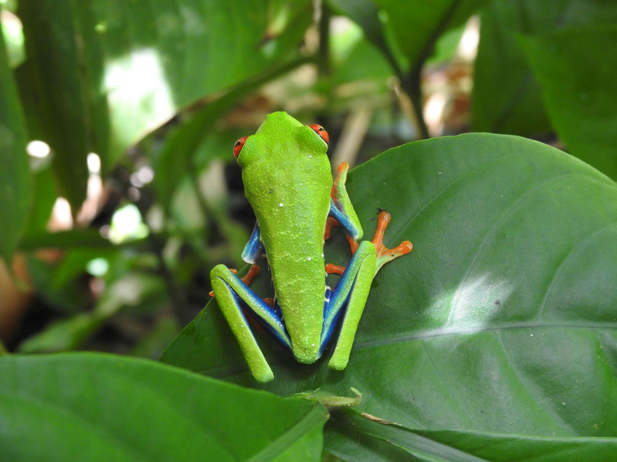 Guanacaste Wildlife Tour