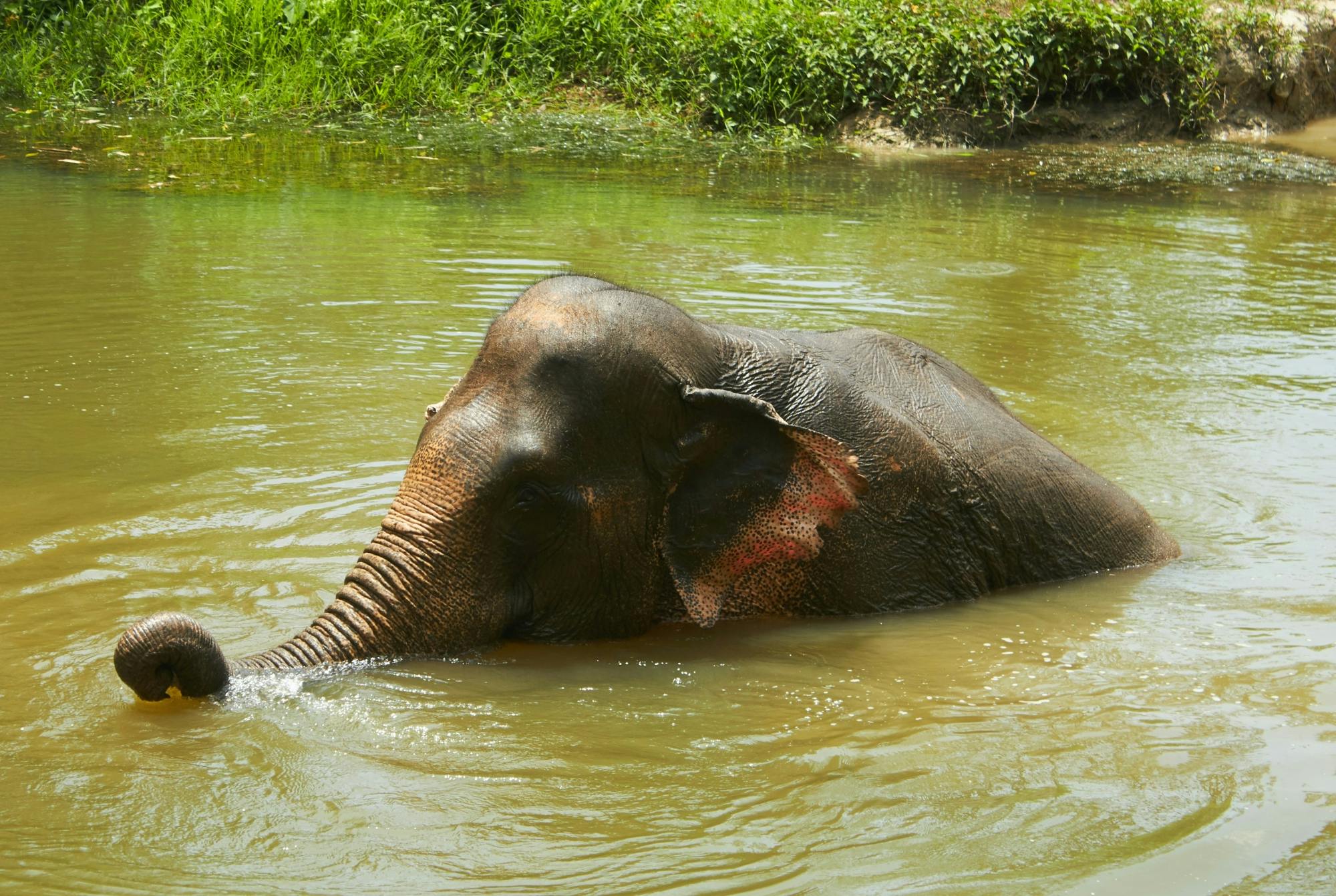 Half Day Elephant Bathing at Welfare Center