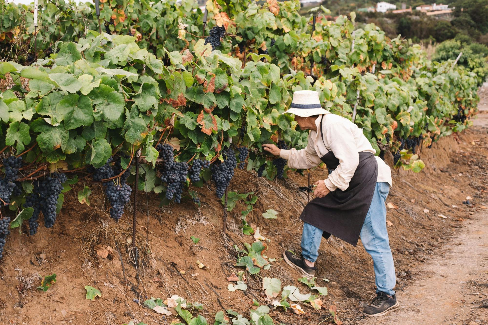 Tenerife Gastro Wine North